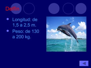 Delfín
 Longitud: de
  1,5 a 2,5 m.
 Peso: de 130
  a 200 kg.
 