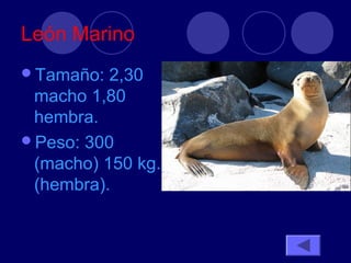 León Marino
Tamaño:  2,30
 macho 1,80
 hembra.
Peso: 300
 (macho) 150 kg.
 (hembra).
 