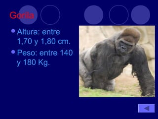 Gorila
Altura:entre
 1,70 y 1,80 cm.
Peso: entre 140
 y 180 Kg.
 