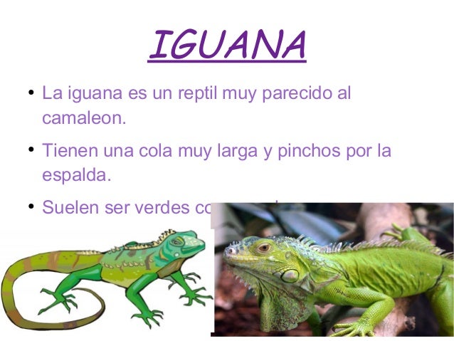 Animales Con Letra Iguana Diet Feed
