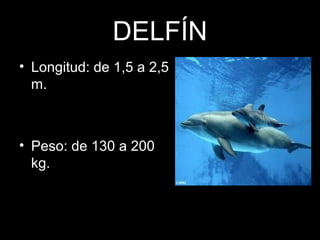 DELFÍN
• Longitud: de 1,5 a 2,5
m.
• Peso: de 130 a 200
kg.
 
