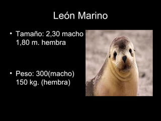 León Marino
• Tamaño: 2,30 macho
1,80 m. hembra
• Peso: 300(macho)
150 kg. (hembra)
 