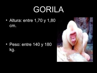 GORILA
• Altura: entre 1,70 y 1,80
cm.
• Peso: entre 140 y 180
kg.
 