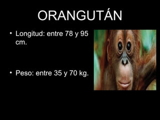 ORANGUTÁN
• Longitud: entre 78 y 95
cm.
• Peso: entre 35 y 70 kg.
 