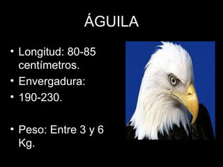 ÁGUILA
• Longitud: 80-85
centímetros.
• Envergadura:
• 190-230.
• Peso: Entre 3 y 6
Kg.
 