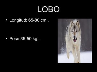 LOBO
• Longitud: 65-80 cm .
• Peso:35-50 kg .
 