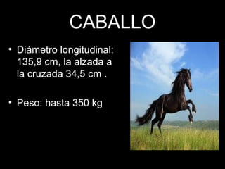 CABALLO
• Diámetro longitudinal:
135,9 cm, la alzada a
la cruzada 34,5 cm .
• Peso: hasta 350 kg
 