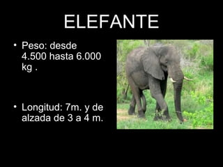 ELEFANTE
• Peso: desde
4.500 hasta 6.000
kg .
• Longitud: 7m. y de
alzada de 3 a 4 m.
 