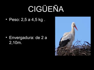 CIGÜEÑA
• Peso: 2,5 a 4,5 kg .
• Envergadura: de 2 a
2,10m.
 
