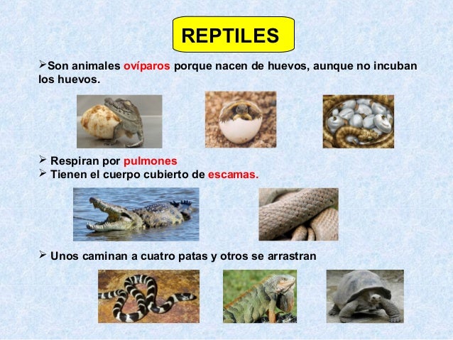Animales