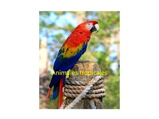 ANIMALES
o

Animales tropicales

 