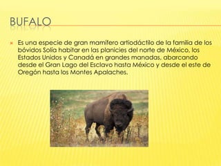BUFALO


Es una especie de gran mamífero artiodáctilo de la familia de los
bóvidos Solía habitar en las planicies del norte de México, los
Estados Unidos y Canadá en grandes manadas, abarcando
desde el Gran Lago del Esclavo hasta México y desde el este de
Oregón hasta los Montes Apalaches.

 