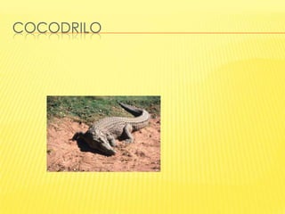 COCODRILO

 