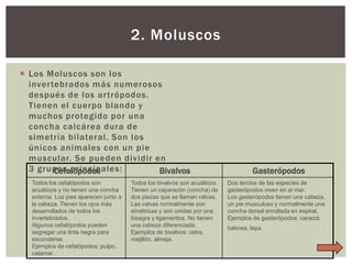 2. Moluscos
 Los Moluscos son los
inver tebrados más numerosos
después de los ar trópodos.
Tienen el cuerpo blando y
muchos protegido por una
concha calcárea dura de
simetría bilateral. Son los
únicos animales con un pie
muscular. Se pueden dividir en
3 grupos principales:
Cefalópodos
Bivalvos
Todos los cefalópodos son
acuáticos y no tienen una concha
externa. Los pies aparecen junto a
la cabeza. Tienen los ojos más
desarrollados de todos los
invertebrados.
Algunos cefalópodos pueden
segregar una tinta negra para
esconderse.
Ejemplos de cefalópodos: pulpo,
calamar.

Todos los bivalvos son acuáticos.
Tienen un caparazón (concha) de
dos piezas que se llaman valvas.
Las valvas normalmente son
simétricas y son unidas por una
bisagra y ligamentos. No tienen
una cabeza diferenciada.
Ejemplos de bivalvos: ostra,
mejillón, almeja.

Gasterópodos
Dos tercios de las especies de
gasterópodos viven en el mar.
Los gasterópodos tienen una cabeza,
un pie musculoso y normalmente una
concha dorsal enrollada en espiral.
Ejemplos de gasterópodos: caracol,
babosa, lapa.

 