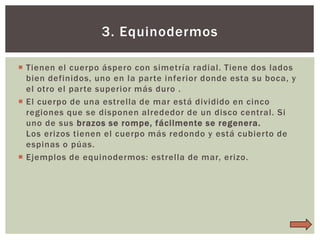 3. Equinodermos
 Tienen el cuerpo áspero con simetría radial. Tiene dos lados
bien definidos, uno en la parte inferior donde esta su boca, y
el otro el parte superior más duro .
 El cuerpo de una estrella de mar está dividido en cinco
regiones que se disponen alrededor de un disco central. Si
uno de sus brazos se rompe, fácilmente se regenera.
Los erizos tienen el cuerpo más redondo y está cubierto de
espinas o púas.
 Ejemplos de equinodermos: estrella de mar, erizo.

 
