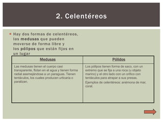 2. Celentéreos
 Hay dos formas de celentéreos,
las medusas que pueden
moverse de forma libre y
los pólipos que están fijos en
un lugar
Medusas
Las medusas tienen el cuerpo casi
transparente, flotan en el agua y tienen forma
radial asemejándose a un paraguas. Tienen
tentáculos, los cuales producen urticaria o
paralizan.

Pólidos
Los pólipos tienen forma de saco, con un
extremo que se fija a una roca (u objeto
marino) y el otro lado con un orifico con
tentáculos para atrapar a sus presas.
Ejemplos de celentéreos: anémona de mar,
coral.

 
