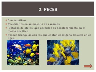 2. PECES
 Son acuáticos
 Recubiertos en su mayoría de escamas
 Dotados de aletas, que permiten su desplazamiento en el
medio acuático
 Poseen branquias con las que captan el oxigeno disuelto en el
agua.

 