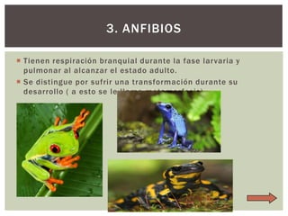 3. ANFIBIOS
 Tienen respiración branquial durante la fase larvaria y
pulmonar al alcanzar el estado adulto.
 Se distingue por sufrir una transformación durante su
desarrollo ( a esto se le llama metamorfosis)

 