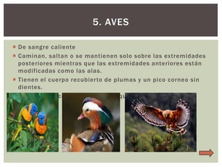5. AVES
 De sangre caliente
 Caminan, saltan o se mantienen solo sobre las extremidades
posteriores mientras que las extremidades anteriores están
modificadas como las alas.
 Tienen el cuerpo recubierto de plumas y un pico corneo sin
dientes.
 Para reproducirse ponen huevos que incuban hasta la
eclosión.

 
