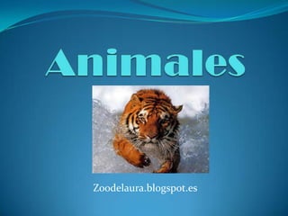 Zoodelaura.blogspot.es

 