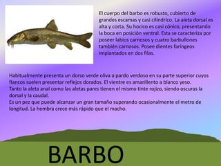 El cuerpo del barbo es robusto, cubierto de
grandes escamas y casi cilíndrico. La aleta dorsal es
alta y corta. Su hocico es casi cónico, presentando
la boca en posición ventral. Esta se caracteriza por
poseer labios carnosos y cuatro barbullones
también carnosos. Posee dientes faríngeos
implantados en dos filas.

Habitualmente presenta un dorso verde oliva a pardo verdoso en su parte superior cuyos
flancos suelen presentar reflejos dorados. El vientre es amarillento a blanco yeso.
Tanto la aleta anal como las aletas pares tienen el mismo tinte rojizo, siendo oscuras la
dorsal y la caudal.
Es un pez que puede alcanzar un gran tamaño superando ocasionalmente el metro de
longitud. La hembra crece más rápido que el macho.

BARBO

 