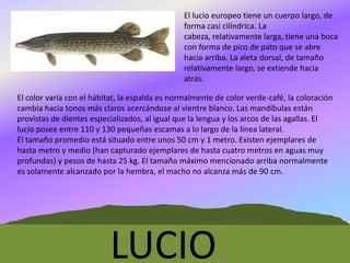 El lucio europeo tiene un cuerpo largo, de
forma casi cilíndrica. La
cabeza, relativamente larga, tiene una boca
con forma de pico de pato que se abre
hacia arriba. La aleta dorsal, de tamaño
relativamente largo, se extiende hacia
atrás.
El color varía con el hábitat, la espalda es normalmente de color verde-café, la coloración
cambia hacia tonos más claros acercándose al vientre blanco. Las mandíbulas están
provistas de dientes especializados, al igual que la lengua y los arcos de las agallas. El
lucio posee entre 110 y 130 pequeñas escamas a lo largo de la línea lateral.
El tamaño promedio está situado entre unos 50 cm y 1 metro. Existen ejemplares de
hasta metro y medio (han capturado ejemplares de hasta cuatro metros en aguas muy
profundas) y pesos de hasta 25 kg. El tamaño máximo mencionado arriba normalmente
es solamente alcanzado por la hembra, el macho no alcanza más de 90 cm.

LUCIO

 
