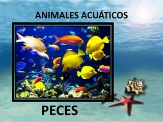 ANIMALES ACUÁTICOS

PECES

 