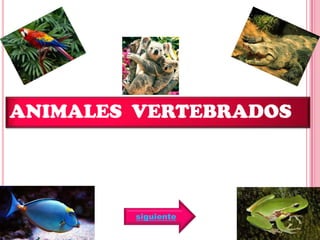 ANIMALES VERTEBRADOS
siguiente
 