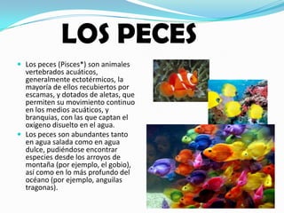  Los peces (Pisces*) son animales
vertebrados acuáticos,
generalmente ectotérmicos, la
mayoría de ellos recubiertos por
escamas, y dotados de aletas, que
permiten su movimiento continuo
en los medios acuáticos, y
branquias, con las que captan el
oxígeno disuelto en el agua.
Los peces son abundantes tanto
en agua salada como en agua
dulce, pudiéndose encontrar
especies desde los arroyos de
montaña (por ejemplo, el gobio),
así como en lo más profundo del
océano (por ejemplo, anguilas
tragonas).
LOS PECES