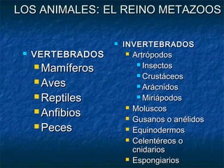 LOS ANIMALESLOS ANIMALES:: EL REINO METAZOOSEL REINO METAZOOS
 VERTEBRADOSVERTEBRADOS
 MamíferosMamíferos
 AvesAves
 ReptilesReptiles
 AnfibiosAnfibios
 PecesPeces
 INVERTEBRADOSINVERTEBRADOS
 ArtrópodosArtrópodos
 InsectosInsectos
 CrustáceosCrustáceos
 ArácnidosArácnidos
 MiriápodosMiriápodos
 MoluscosMoluscos
 Gusanos o anélidosGusanos o anélidos
 EquinodermosEquinodermos
 Celentéreos oCelentéreos o
cnidarioscnidarios
 EspongiariosEspongiarios
 