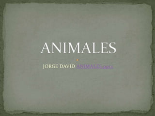 JORGE DAVID ANIMALES.pptx
 