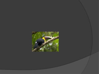 Animales      silvestres