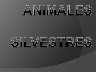 animales silvestres