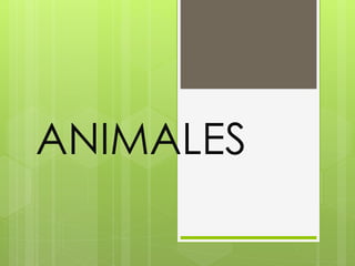 ANIMALES
 