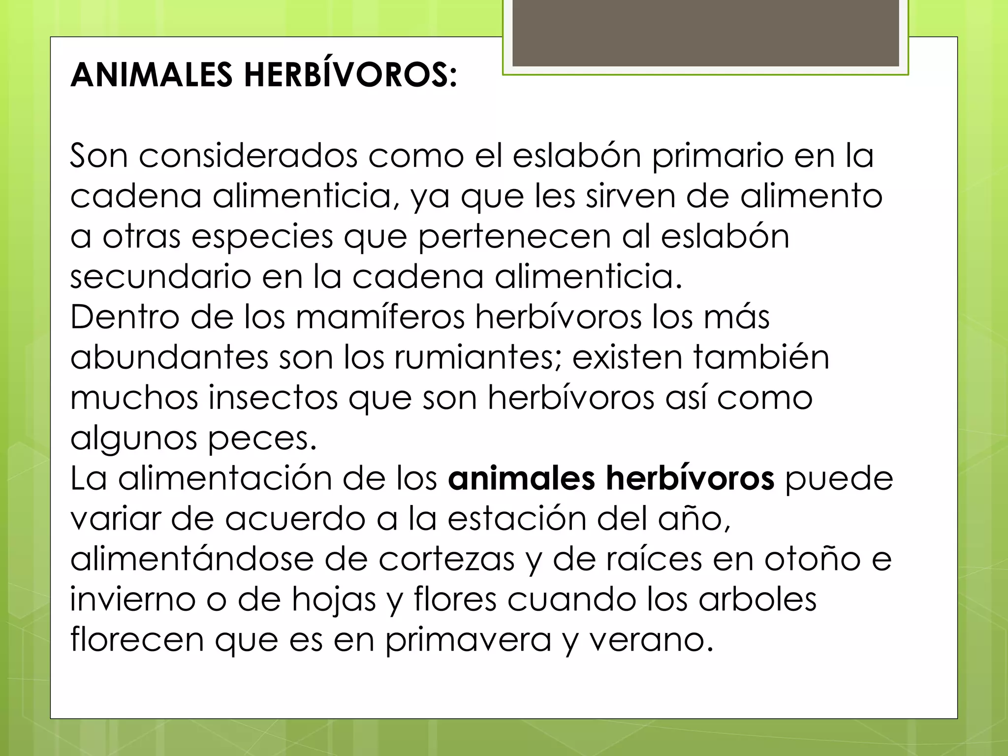 ANIMALES HERBÍVOROS:
Son considerados como el eslabón primario en la
cadena alimenticia, ya que les sirven de alimento
a otras especies que pertenecen al eslabón
secundario en la cadena alimenticia.
Dentro de los mamíferos herbívoros los más
abundantes son los rumiantes; existen también
muchos insectos que son herbívoros así como
algunos peces.
La alimentación de los animales herbívoros puede
variar de acuerdo a la estación del año,
alimentándose de cortezas y de raíces en otoño e
invierno o de hojas y flores cuando los arboles
florecen que es en primavera y verano.
 