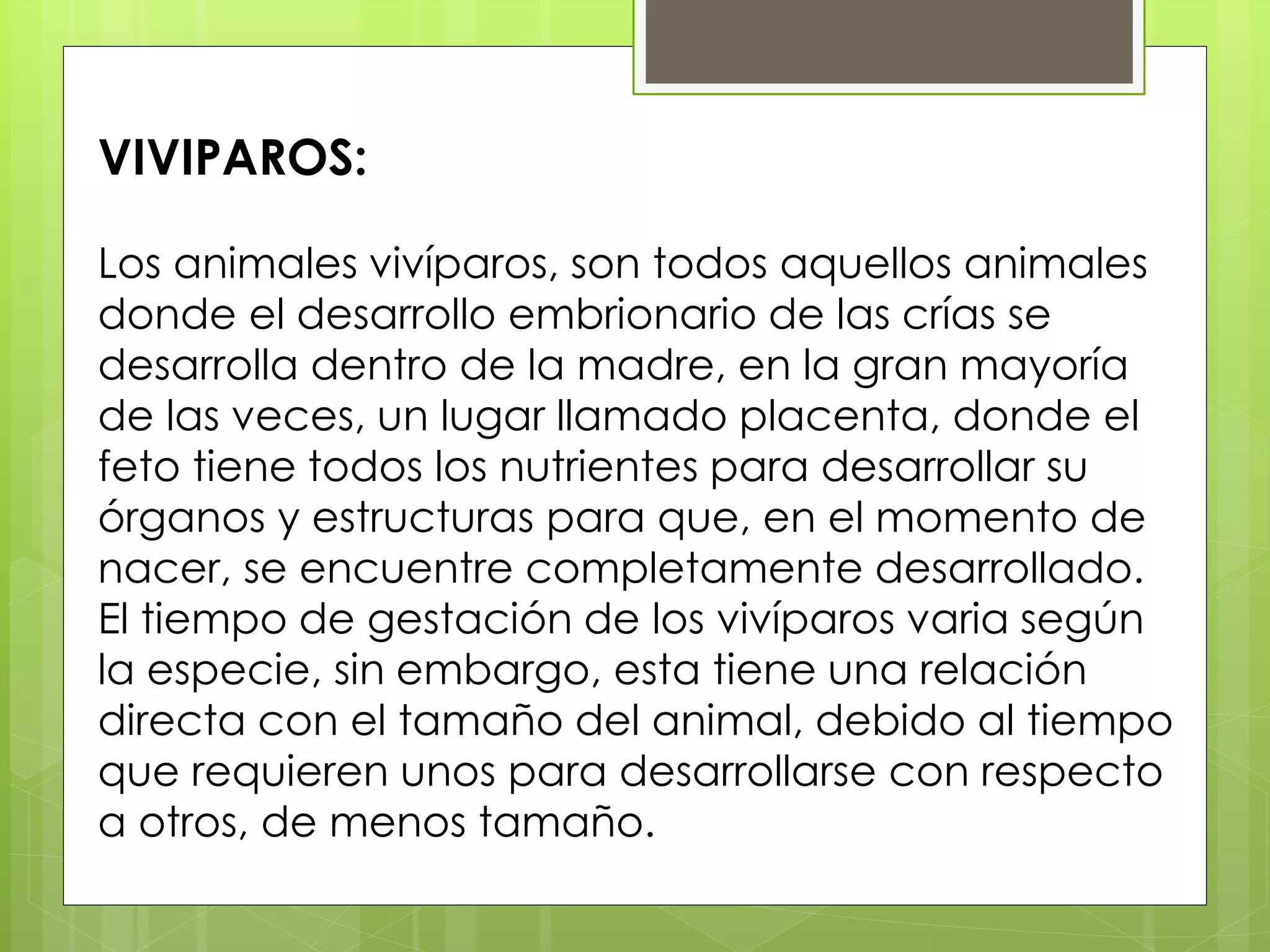 VIVIPAROS:
Los animales vivíparos, son todos aquellos animales
donde el desarrollo embrionario de las crías se
desarrolla dentro de la madre, en la gran mayoría
de las veces, un lugar llamado placenta, donde el
feto tiene todos los nutrientes para desarrollar su
órganos y estructuras para que, en el momento de
nacer, se encuentre completamente desarrollado.
El tiempo de gestación de los vivíparos varia según
la especie, sin embargo, esta tiene una relación
directa con el tamaño del animal, debido al tiempo
que requieren unos para desarrollarse con respecto
a otros, de menos tamaño.
 