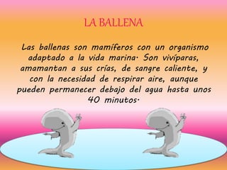 LA BALLENA 
Las ballenas son mamíferos con un organismo 
adaptado a la vida marina. Son vivíparas, 
amamantan a sus crías, de sangre caliente, y 
con la necesidad de respirar aire, aunque 
pueden permanecer debajo del agua hasta unos 
40 minutos. 
 