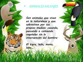 • ANIMALES SALVAJES 
Son animales que viven 
en la naturaleza y que 
sobreviven por sus 
propios medios: cazando, 
pescando o comiendo 
vegetales sin la 
intervención del hombre. 
El tigre, león, mono, 
lobo… 
 
