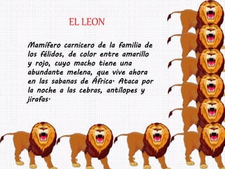 EL LEON 
Mamífero carnicero de la familia de 
los félidos, de color entre amarillo 
y rojo, cuyo macho tiene una 
abundante melena, que vive ahora 
en las sabanas de África. Ataca por 
la noche a las cebras, antílopes y 
jirafas. 
 