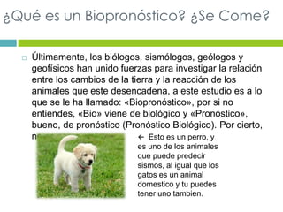 ¿Qué es un Biopronóstico? ¿Se Come? 
 Últimamente, los biólogos, sismólogos, geólogos y 
geofísicos han unido fuerzas para investigar la relación 
entre los cambios de la tierra y la reacción de los 
animales que este desencadena, a este estudio es a lo 
que se le ha llamado: «Biopronóstico», por si no 
entiendes, «Bio» viene de biológico y «Pronóstico», 
bueno, de pronóstico (Pronóstico Biológico). Por cierto, 
no se come…  Esto es un perro, y 
es uno de los animales 
que puede predecir 
sismos, al igual que los 
gatos es un animal 
domestico y tu puedes 
tener uno tambien. 
 