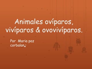 Animales ovíparos, 
vivíparos & ovovivíparos. 
Por Maria paz 
corbalan♪ 
 