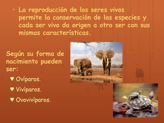 • La reproducción de los seres vivos 
permite la conservación de las especies y 
cada ser vivo da origen a otro ser con su...