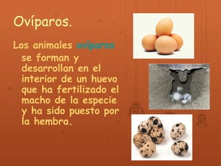 Ovíparos. 
Los animales ovíparos 
se forman y 
desarrollan en el 
interior de un huevo 
que ha fertilizado el 
macho de la...