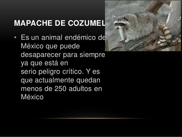 Animales de México en peligro de extinción