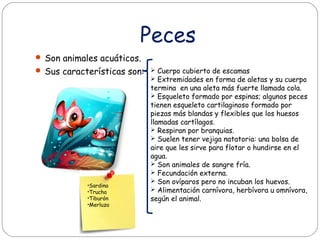 Peces
 Son animales acuáticos.
 Sus características son:  Cuerpo cubierto de escamas
 Extremidades en forma de aletas y su cuerpo
termina en una aleta más fuerte llamada cola.
 Esqueleto formado por espinas; algunos peces
tienen esqueleto cartilaginoso formado por
piezas más blandas y flexibles que los huesos
llamadas cartílagos.
 Respiran por branquias.
 Suelen tener vejiga natatoria: una bolsa de
aire que les sirve para flotar o hundirse en el
agua.
 Son animales de sangre fría.
 Fecundación externa.
 Son ovíparos pero no incuban los huevos.
 Alimentación carnívora, herbívora u omnívora,
según el animal.
•Sardina
•Trucha
•Tiburón
•Merluza
 