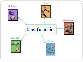 Clasificación:
Peces
Aves
Anfibios
Mamíferos
Reptiles
 