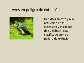 Aves en peligro de extinción
Debido a su caza y a la
reducción en la
extensión y la calidad
de su hábitat, está
clasificado como en
peligro de extinción
 