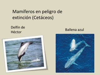 Mamíferos en peligro de
extinción (Cetáceos)
Delfín de
Héctor
Ballena azul
 