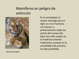 Mamíferos en peligro de
extinción
En la actualidad, el
mayor enemigo para el
tigre es el ser humano.
Los huesos, y
prácticamente todas las
partes del cuerpo del
tigre han sido usados en
la medicina oriental
tradicional, aunque en la
actualidad esta práctica
ha sido prohibida.
Tigre de bengala
 