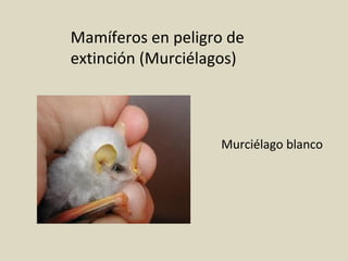 Mamíferos en peligro de
extinción (Murciélagos)
Murciélago blanco
 